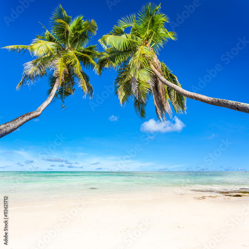 Fototapeta Naklejka Na Ścianę i Meble -   cocotiers penchés sur plage des îles 