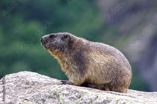 faune alpine - marmotte des alpes