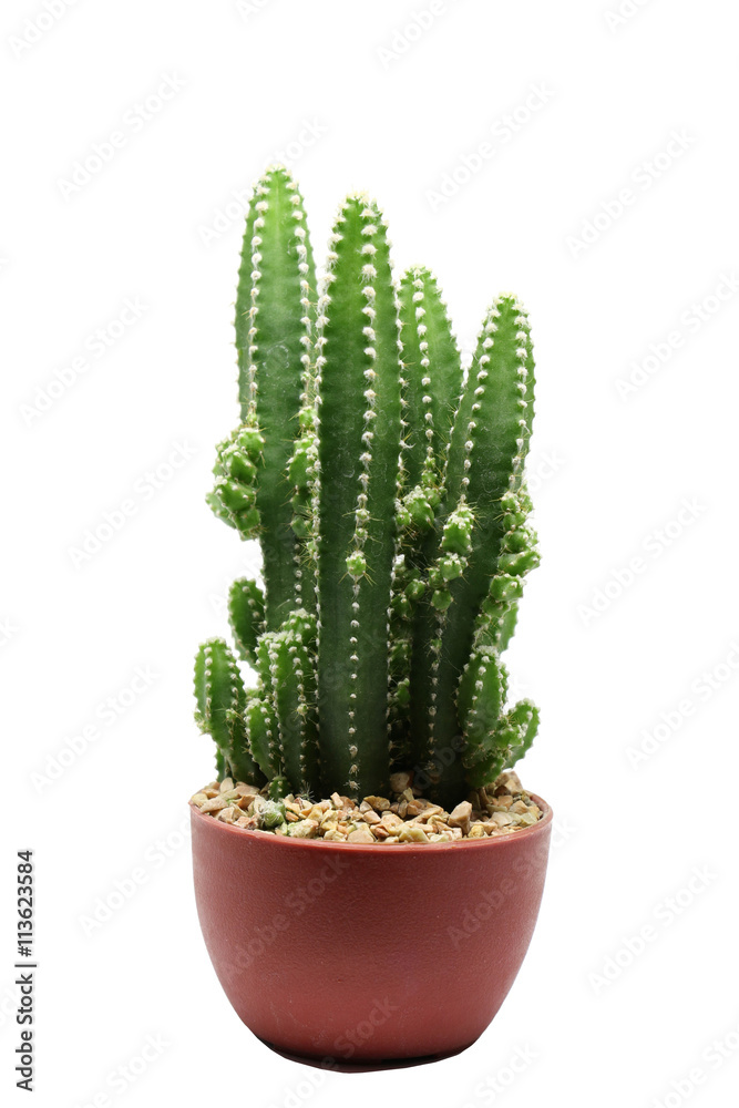 Cactus isolated on white background Cactus isolated on white background