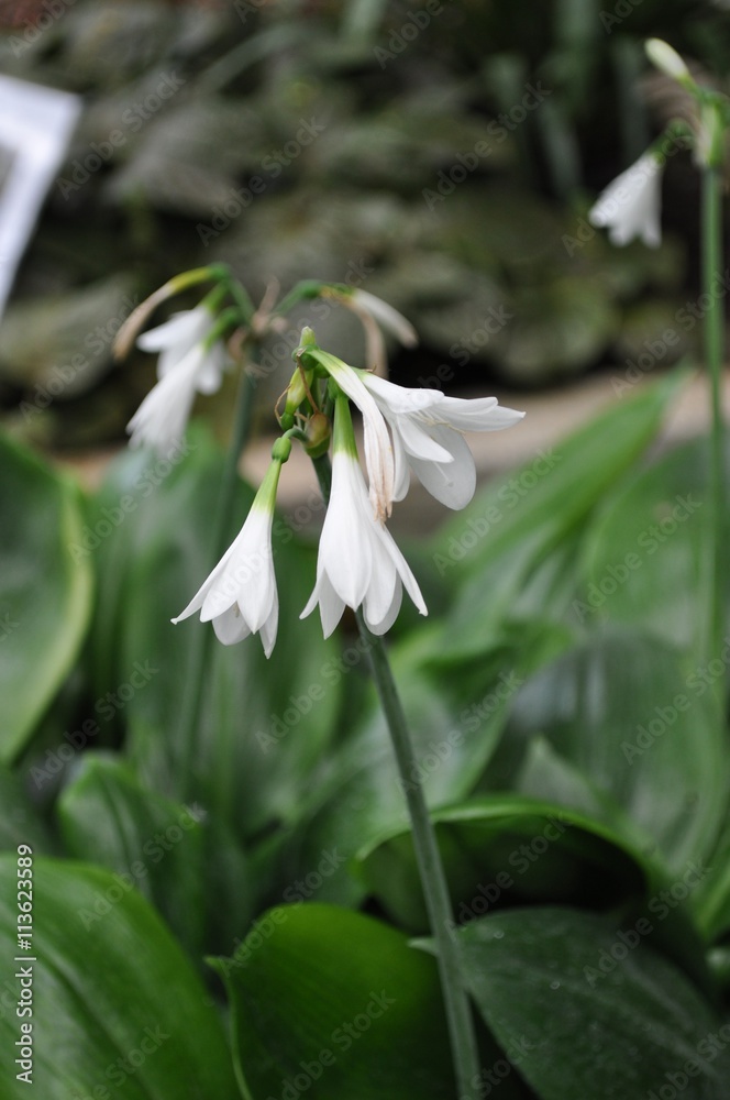 Obraz premium White flower