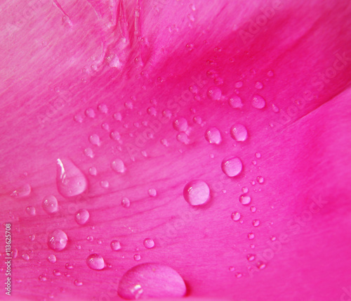 Closeup of pink peony flowe...