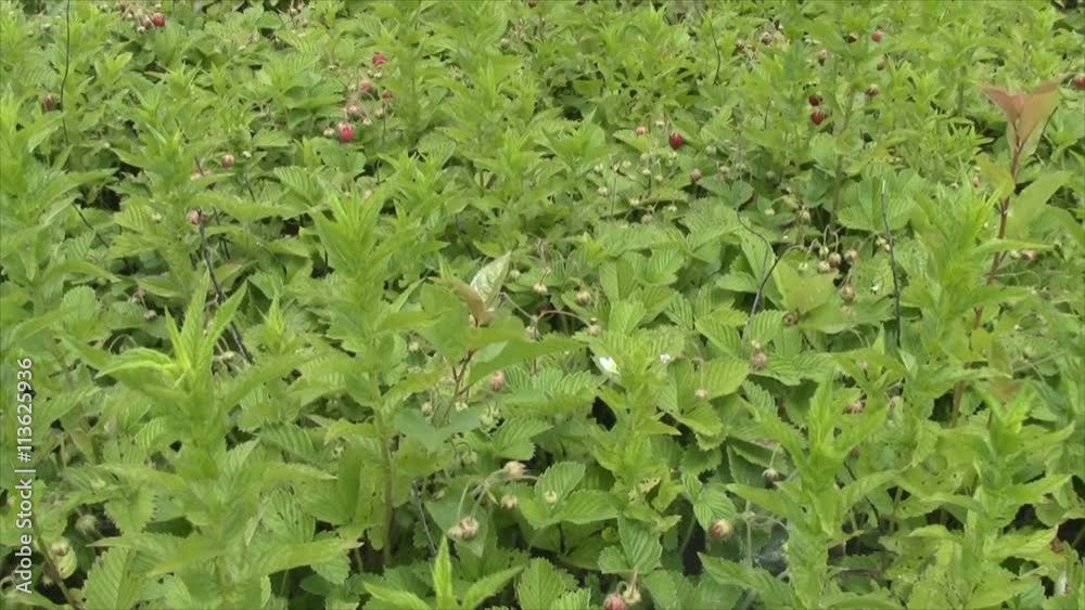 meadow strawberries with mint meadow strawberries with mint