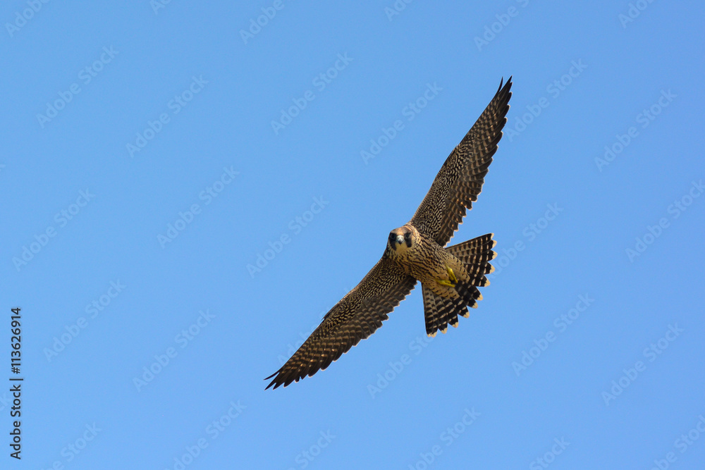 falcone pellegrino (Falco peregrinus) - giovane in volo falcone pellegrino (Falco peregrinus) - giovane in volo