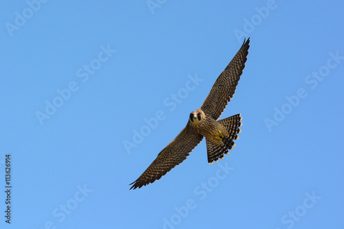 falcone pellegrino (Falco peregrinus) - giovane in volo