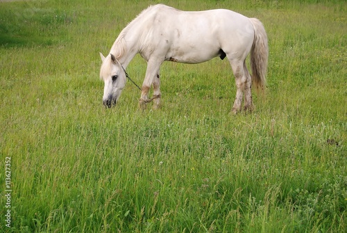 белый конь © st_fox