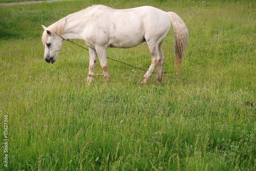 Fototapeta Naklejka Na Ścianę i Meble -  белый конь