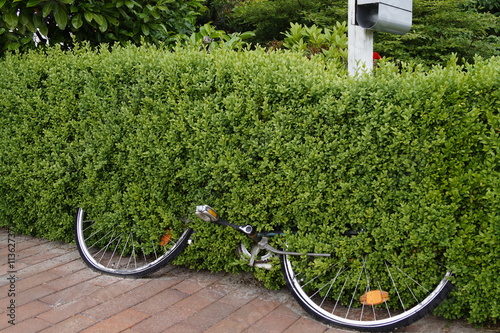 Fahrrad eingewachsen  photo