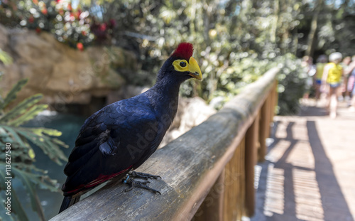 a colourful Ross's Turaco bird, perched on a wooden post in the foreground photo