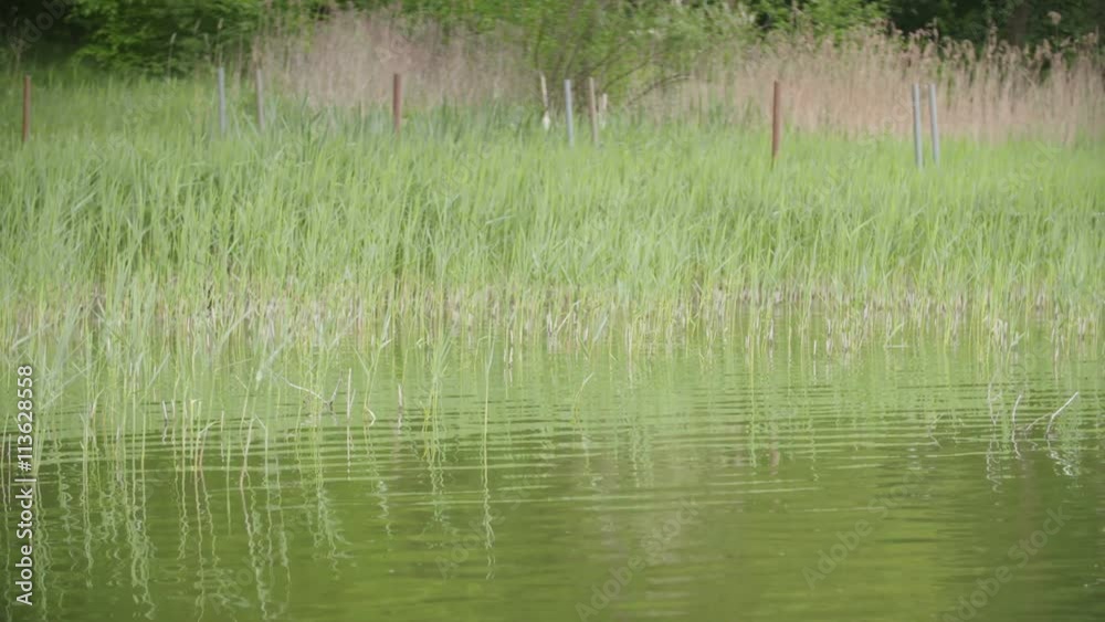 Green sedges, reeds and grass swaying in the wind Green sedges, reeds and grass swaying in the wind