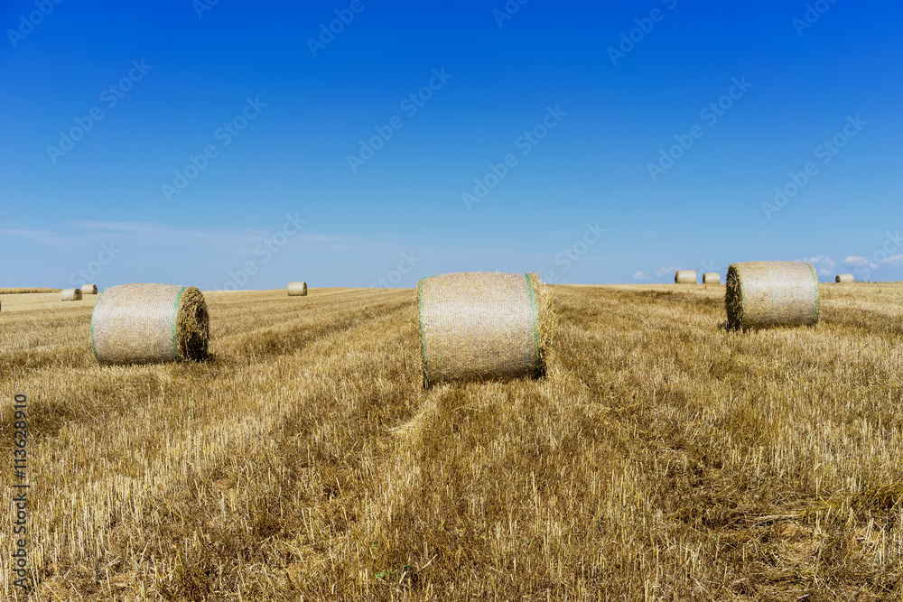 Agricultural field on which stacked straw haystacks after the wh