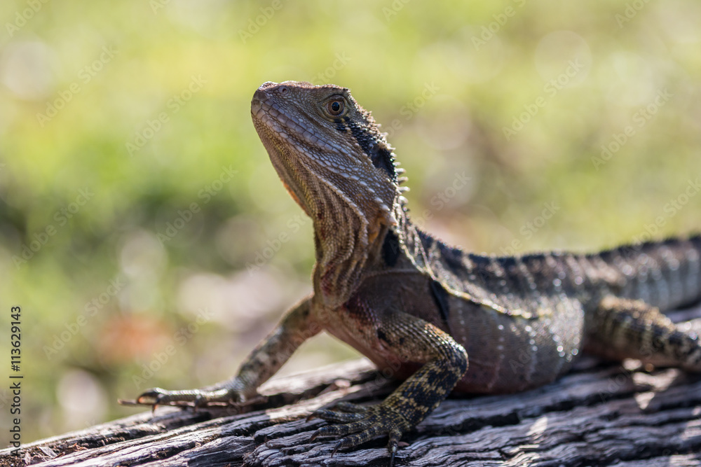 Naklejka premium eastern water dragon (physignathus lesueurii) from Queensland, australia