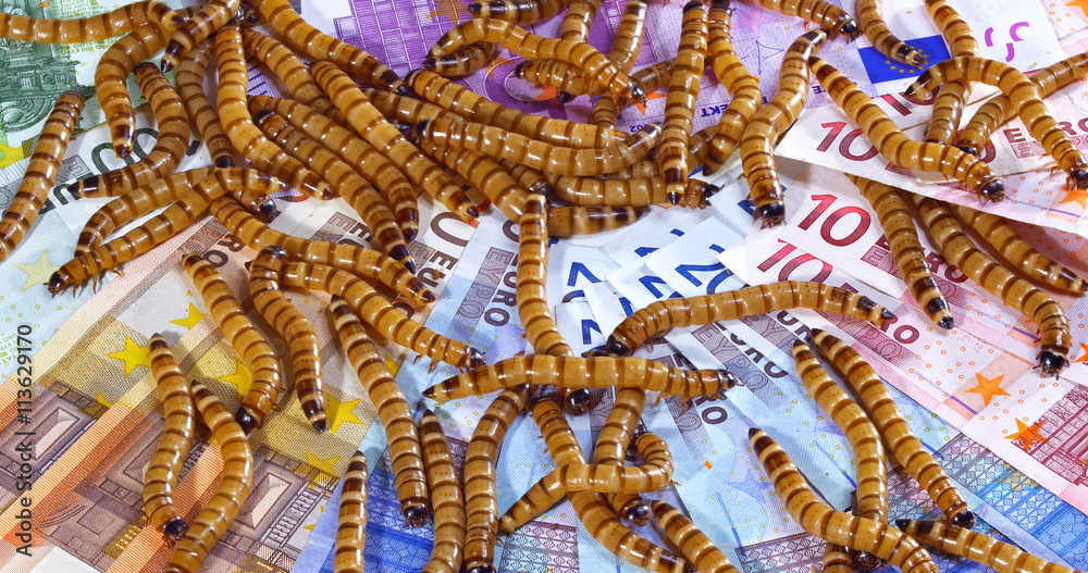Big ugly worms crawling over euro banknotes background