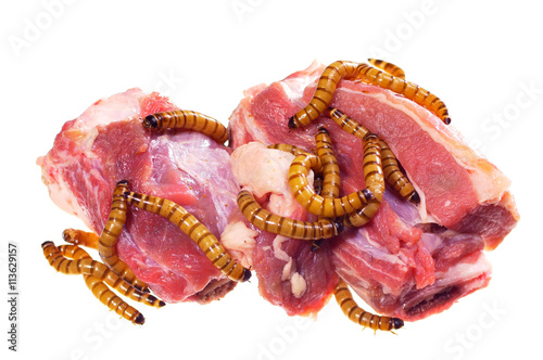 Wormy spoiled beef steak, ugly unhealthy food concept