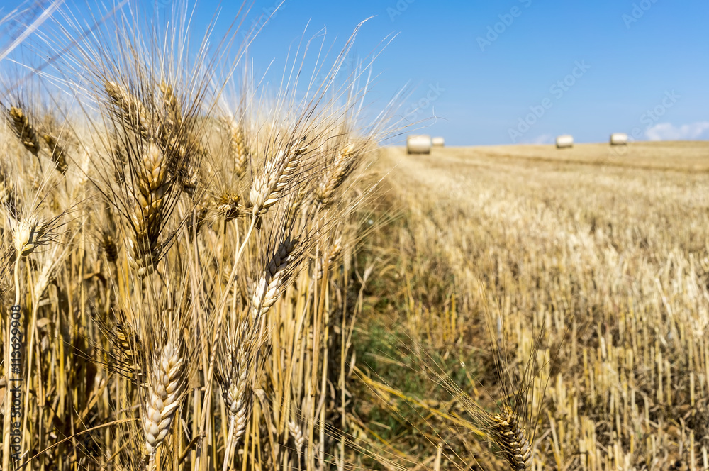 wheat field at harvesting
