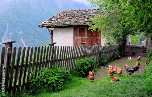 glückliche Hühner auf einem Bergbauernhof in Südtirol photo