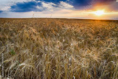 Field of wheat in sunset