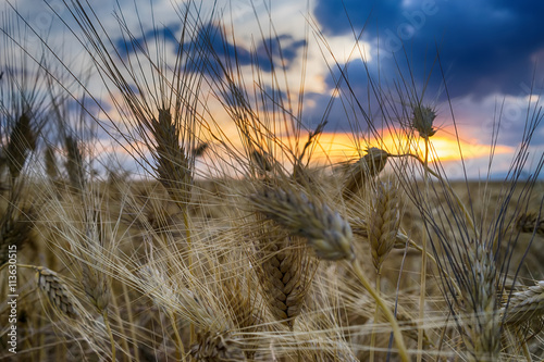 Field of wheat in sunset