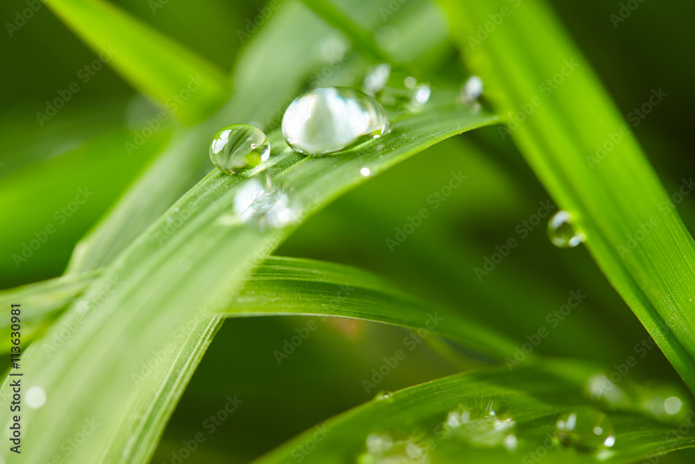 water drops on the green grass water drops on the green grass