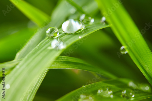 water drops on the green grass