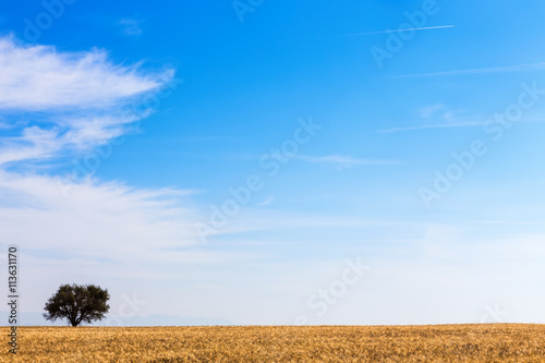 wheat field and tree