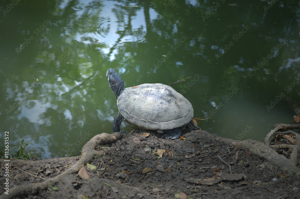 Obraz premium Turtle, Class Reptilia, Central of Thailand