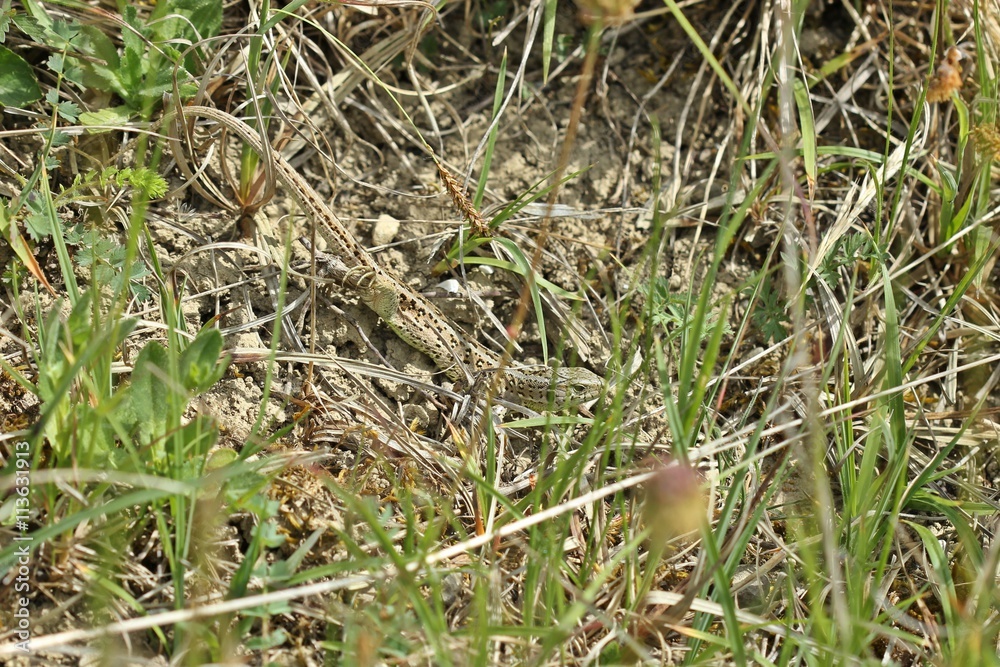 Weibliche Zauneidechse (Lacerta agilis) Weibliche Zauneidechse (Lacerta agilis)