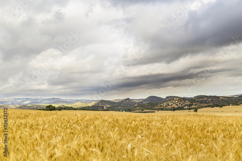 Agricultural landscape with mountains behind a barley field, in a rainy morning. photo