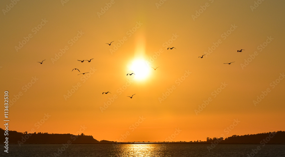 Seagulls flying at sunset, silhouette.