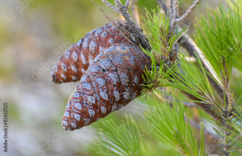 Pine Cones on a pine tree.