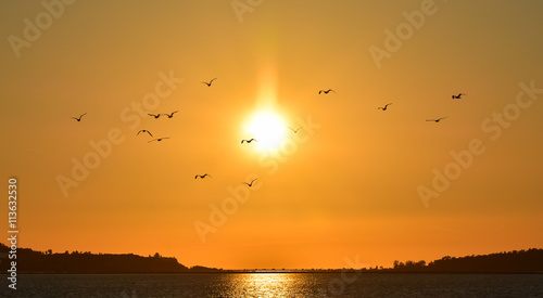 Seagulls flying at sunset, silhouette.