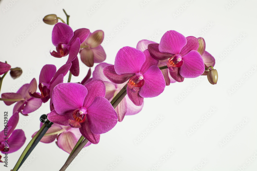 Bright purple, pink orchid on a white background Bright purple, pink orchid on a white background