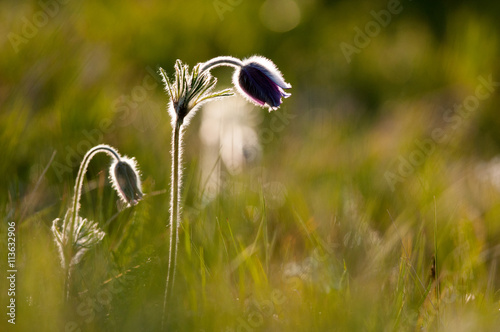 Pulsatilla photo