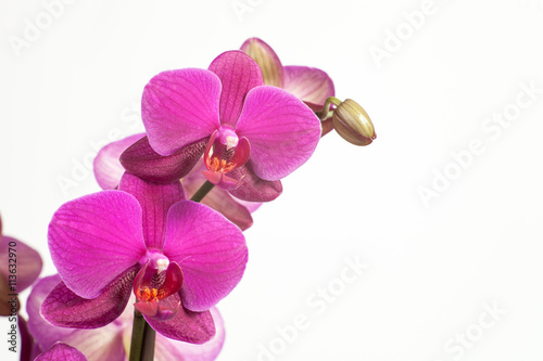 Bright purple  pink orchid on a white background.