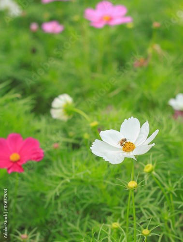 Cosmos flowers and bee in garden