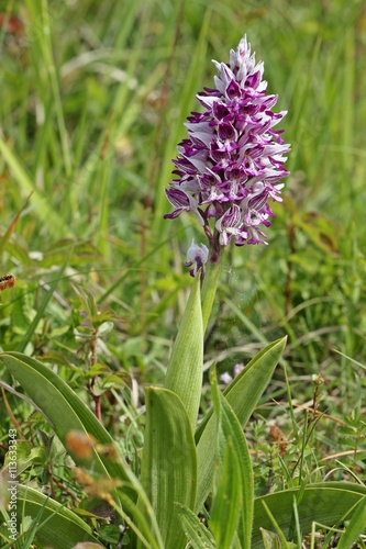 Fototapeta Naklejka Na Ścianę i Meble -  Helm-Knabenkraut (Orchis militaris) 