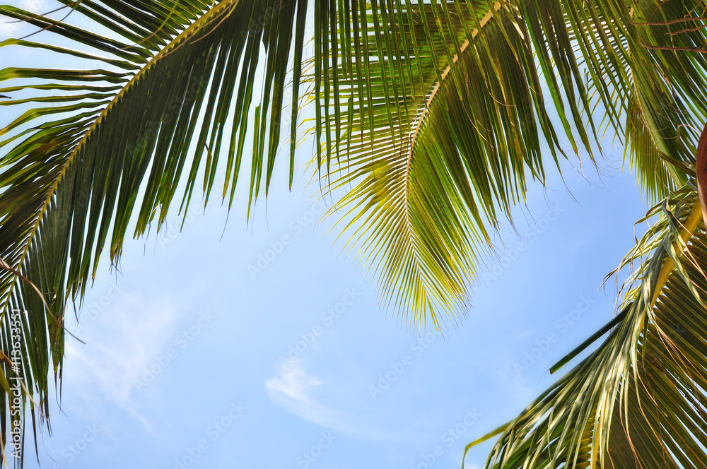 Fototapeta premium Coconut palm leaves on clear blue sky background, happy summer holiday concept