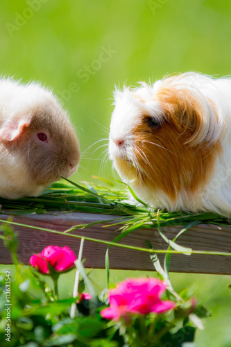 deux cochons d'inde dans un jardin © Magalice