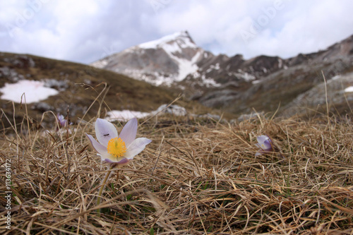 Primavera nelle Dolomiti d'Ampezzo