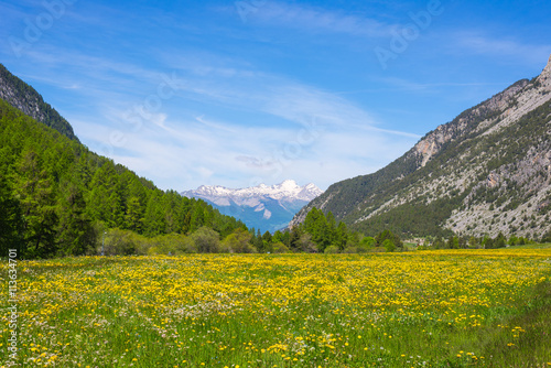 Green and yellow blooming meadow set amid idyllic mountain landscape with snowcapped mountain range Ecrins Massif mountain range (over 4000 m) in background. Queyras Regional Parc, French Alps.