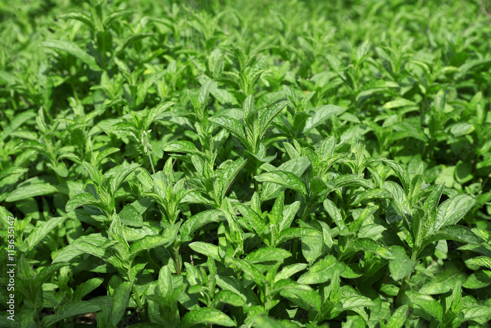 Fresh mint background, closeup Fresh mint background, closeup