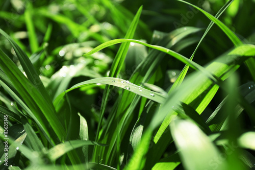 Green grass background, closeup