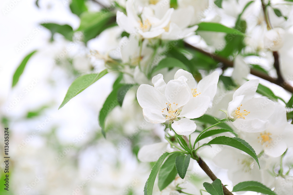 Blooming fruit tree on a spring day