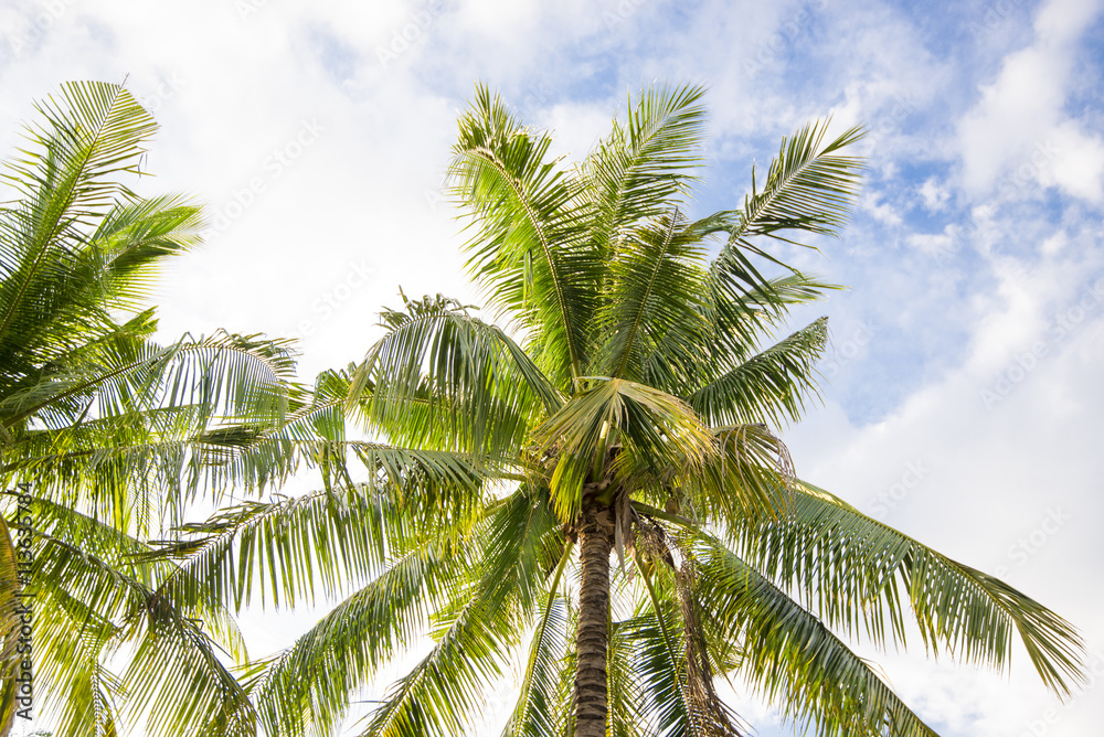Fototapeta premium coconut tree