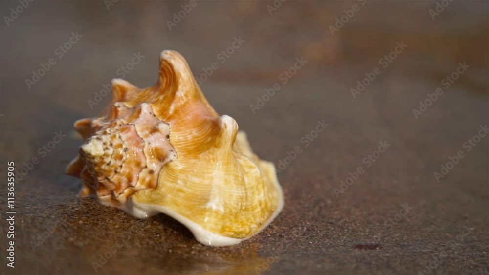 Seashell on the sand beach and waves in sunrise. Close-up shot. Seashell on the sand beach and waves in sunrise. Close-up shot.