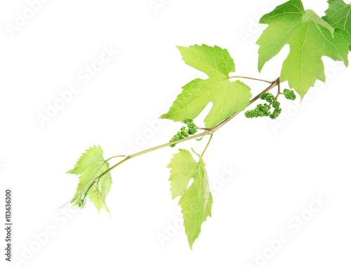 Branch of green leaves, isolated on white