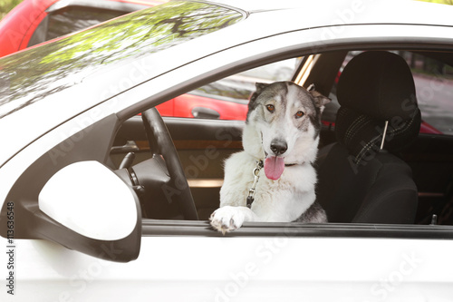 Cute dog in the car © Africa Studio