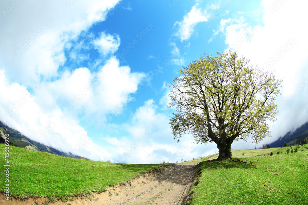 Obraz premium Pathway in mountain forest