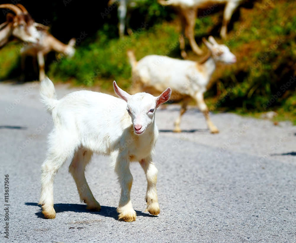 little baby goat with goat herd walking on the mountain road. Stock