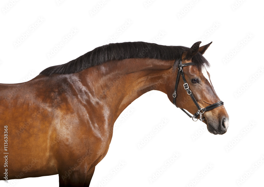 Obraz brauner Pferdekopf freigestellt