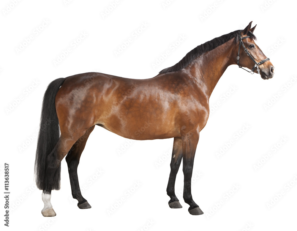 Fototapeta premium brązowy koń na białym tle
